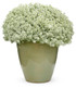 Lobularia hybrid 'Snow Princess®' in decorative pot