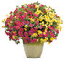 Nemesia hybrid 'Sunsatia® Lemon' combination