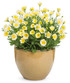 Osteospermum hybrid 'Bright Lights™ Double Moonglow' in decorative pot