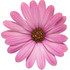 Osteospermum hybrid 'Bright Lights™ Pink' flower