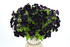 Petunia hybrida 'Black Magic'