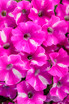 Petunia hybrid 'Supertunia® Raspberry Rush™'