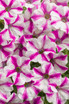 Petunia hybrid 'Supertunia® Lovie Dovie™'