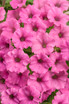 Petunia hybrid 'Supertunia Mini Vista® Hot Pink'