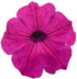 Petunia hybrid 'Supertunia® Royal Magenta®' flower