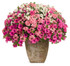 Petunia hybrid 'Supertunia® Royal Magenta®' combination