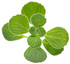 Plectranthus  'Proven Accents® Cerveza 'n Lime®' foliage