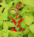 Salvia elegans Proven Accents® Rockin'® 'Golden Delicious' bloom