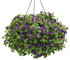 Torenia hybrid 'Summer Wave® Large Violet' in hanging basket