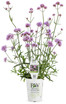 Verbena bonariensis 'Meteor Shower®' in grower pot