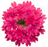 Verbena hybrid 'Superbena® Raspberry' flower