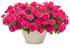 Verbena hybrid 'Superbena® Raspberry' in decorative pot