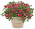 Verbena hybrid 'Superbena Royale®Iced Cherry' in decorative pot