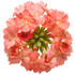 Verbena hybrid 'Superbena® Peachy Keen' flower