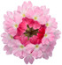 Verbena hybrid 'Superbena Sparkling® Rosé' flower