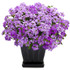 Verbena hybrid 'Superbena® Large Lilac Blue' in decorative pot