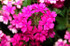 Verbena hybrid 'Superbena® Pink Shades' close up