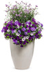 Verbena hybrid 'Superbena® Violet Ice' combination