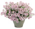 Nemesia fruticans 'Aromance® Pink' in decorative pot