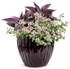 Nemesia fruticans 'Aromance® Pink' combination