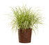 Pennisetum Graceful Grasses®  'Sky Rocket' in decorative pot