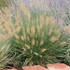 Pennisetum alopecuroides 'Hameln'