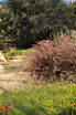 Pennisetum setaceum Graceful Grasses® 'Purple Fountain Grass'