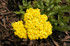 Achillea millefolium 'Little Moonshine'