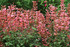 Agastache 'KUDOS™ Series Ambrosia' in landscape