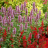 Agastache 'KUDOS™ Series Silver Blue'