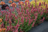 Agastache POQUITO™ 'Lavender' in landscape