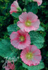 Alcea rosea 'Spotlight Radiant Rose'