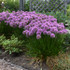 Allium 'Millenium'