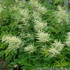 Aruncus dioicus