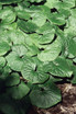 Asarum canadense