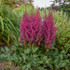 Astilbe chinensis 'Visions'