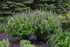 Baptisia DECADENCE® 'Sparkling Sapphires' in landscape