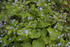 Brunnera macrophylla