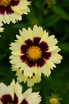 Coreopsis Uptick 'Cream and Red'