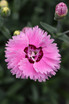 Dianthus Star™ Double 'Pop Star'