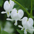 Dicentra spectabilis 'Alba'