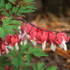 Dicentra spectabilis 'Valentine'