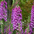 Digitalis purpurea 'Dalmatian Purple'