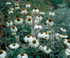 Echinacea purpurea 'White Swan'