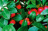 Gaultheria procumbens