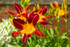 Hemerocallis Rainbow Rhythm® 'Ruby Spider'