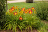 Hemerocallis Rainbow Rhythm® 'Ruby Spider'