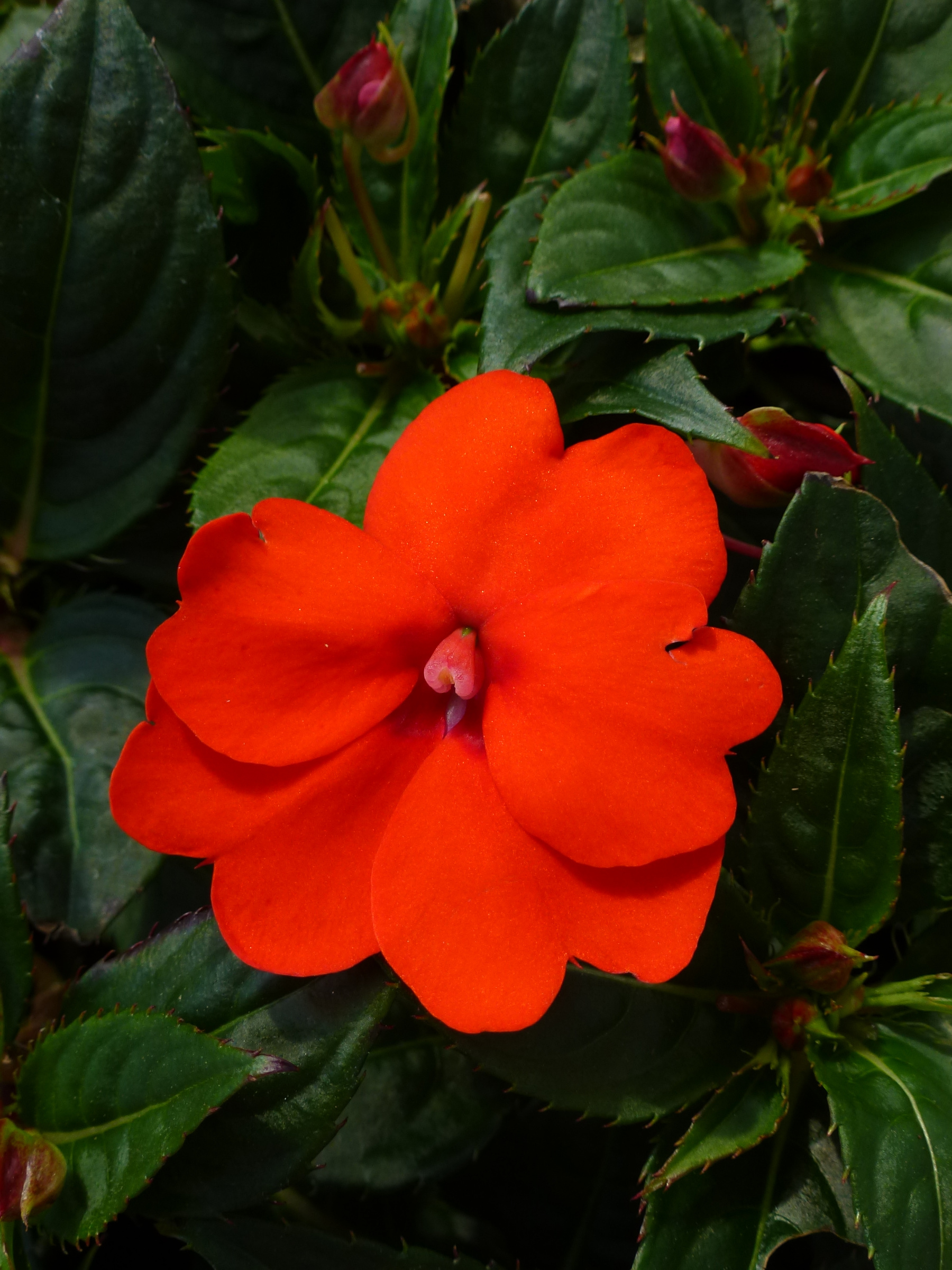 Impatiens SunPatiens® Compact Electric Orange