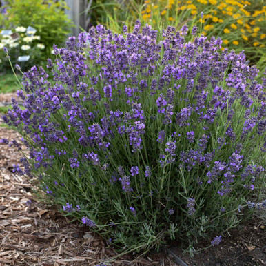 Hidcote Lavender (Lavandula angustifolia 'Hidcote') in Prince George,  British Columbia (BC) at Hunniford Gardens