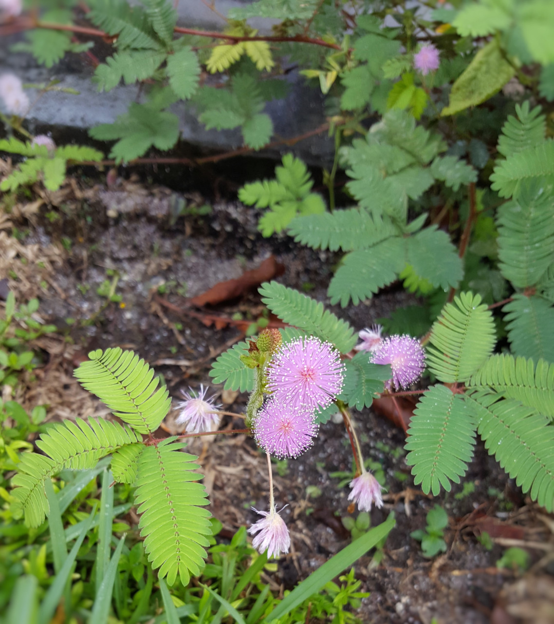 MATA DORMIDERA / MIMOSA SENSITIVE PLANT - YEMAYA CHANGO